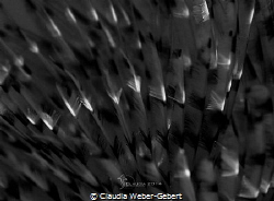 abstraction.......
tube worm close up in b/w by Claudia Weber-Gebert 